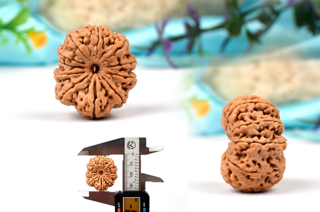 Collector Eleven Mukhi from Nepal - XCV