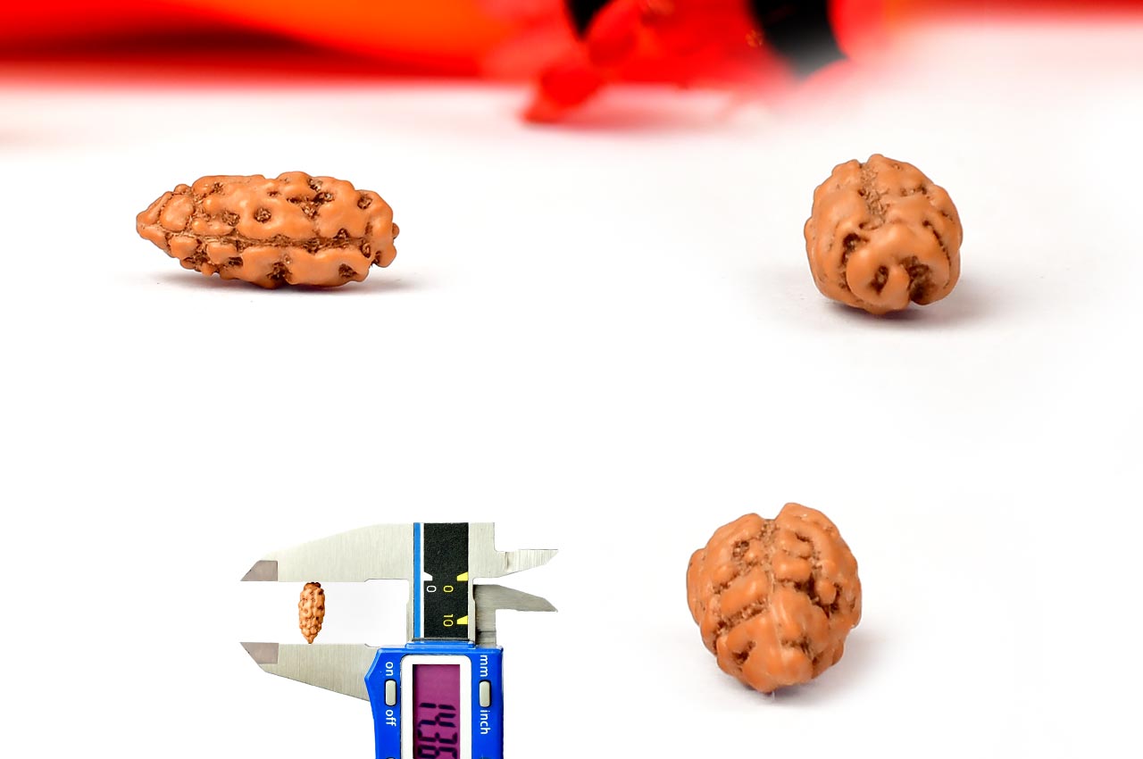 Collector One mukhi from Java Indonesia - CXX