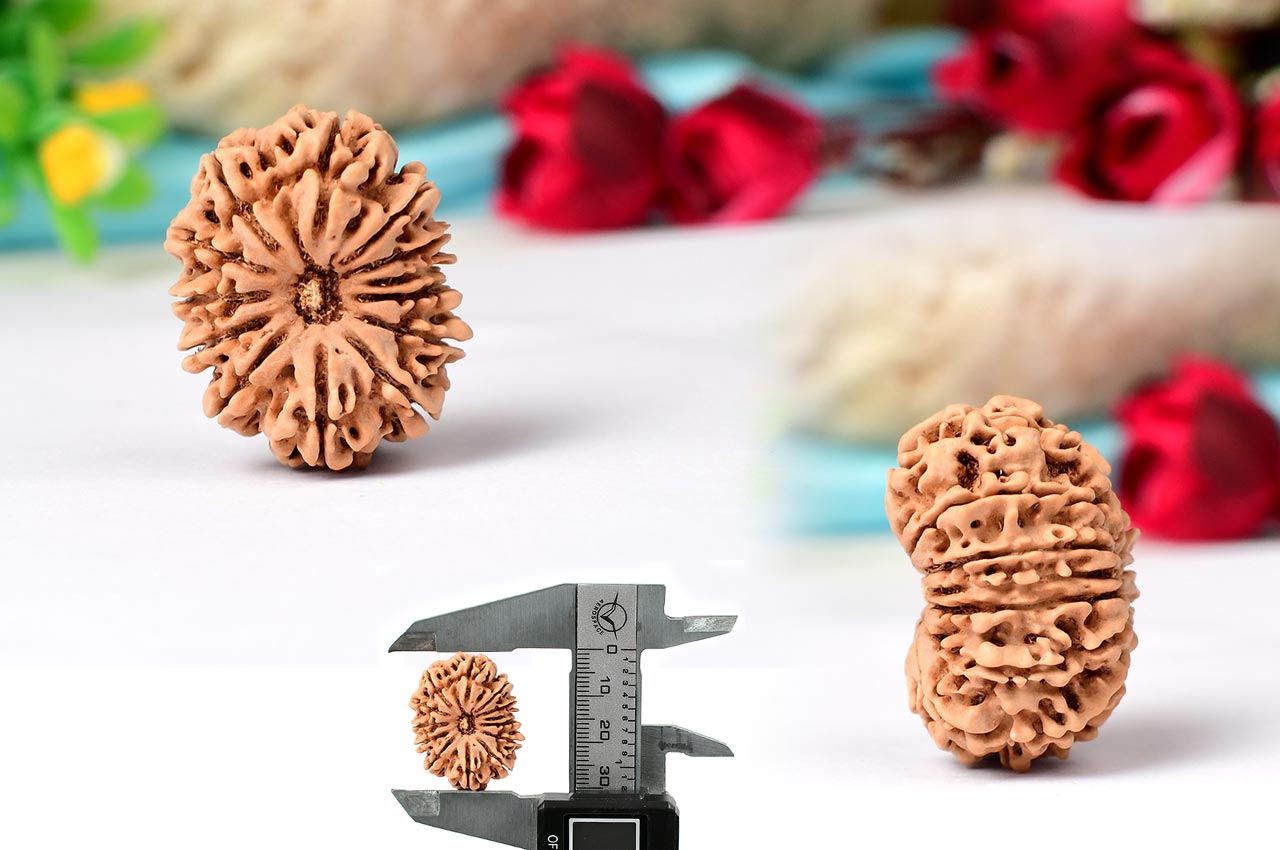 Thirteen Mukhi from Nepal - Large - LXVIII