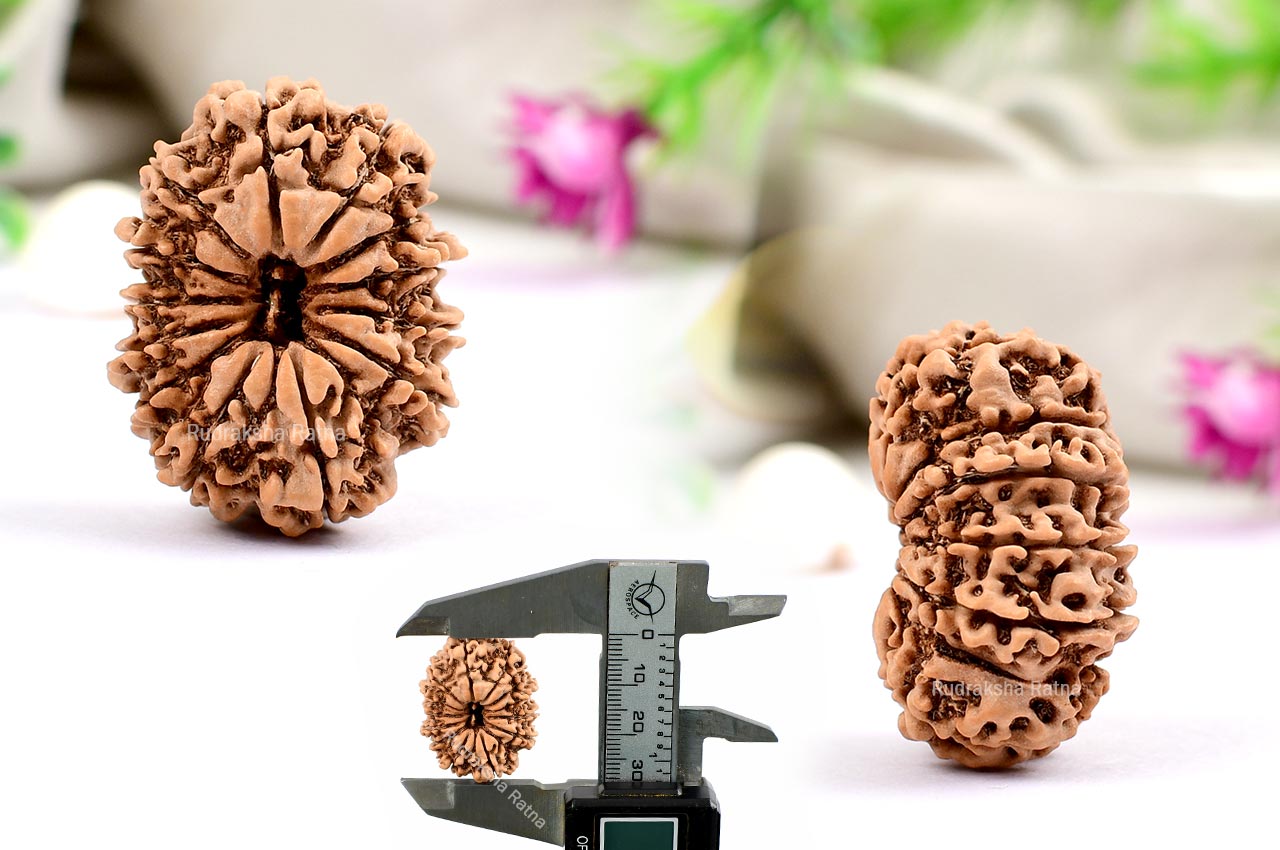 Thirteen Mukhi from Nepal - Large -  LXIX