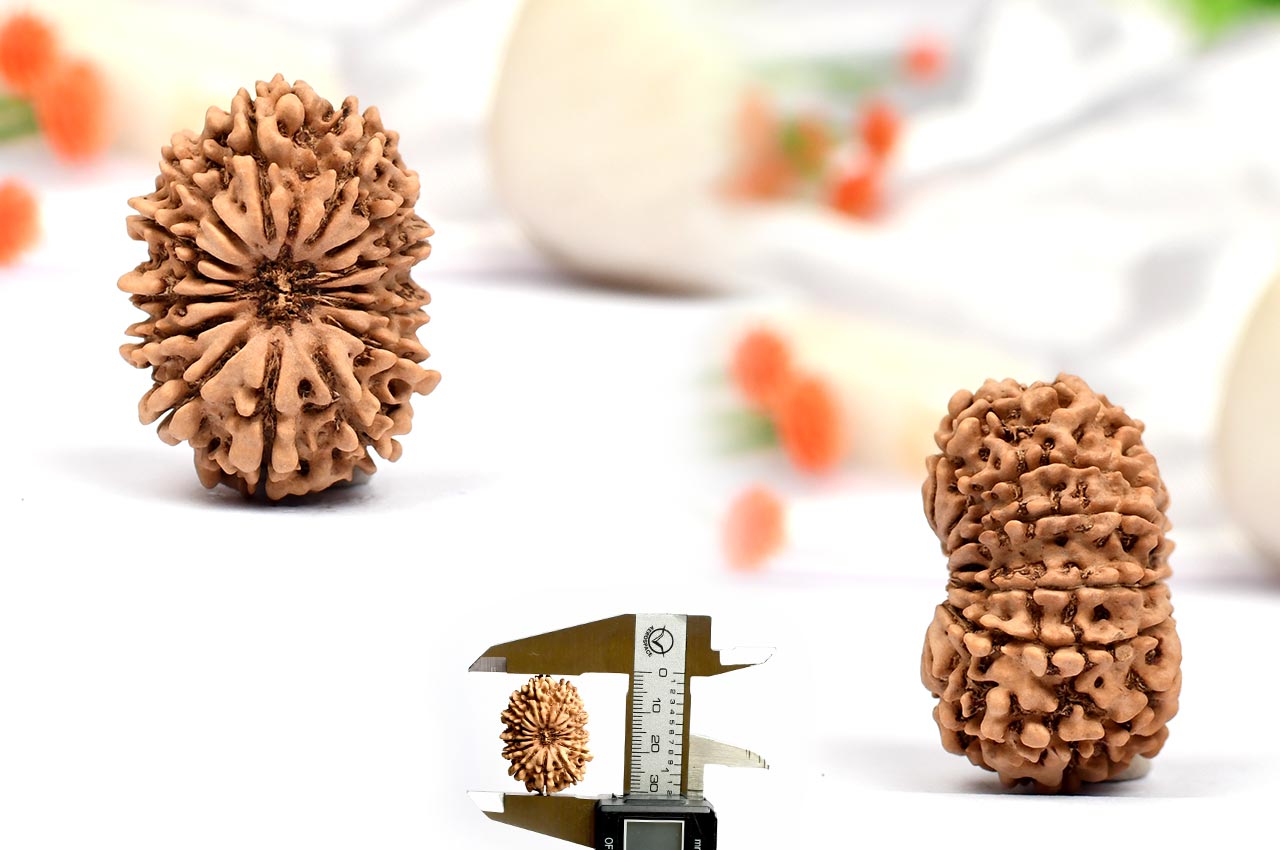 Thirteen Mukhi from Nepal - Large - LXXII