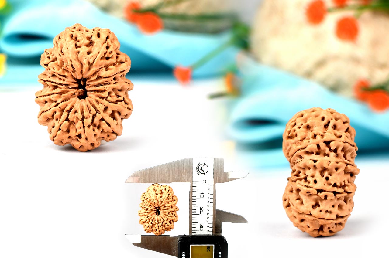 Collector Twelve Mukhi from Nepal - LXXXIII