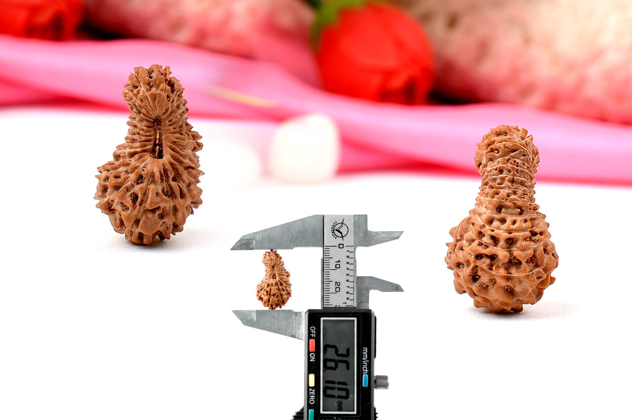 Collector Twenty Five Mukhi from Java