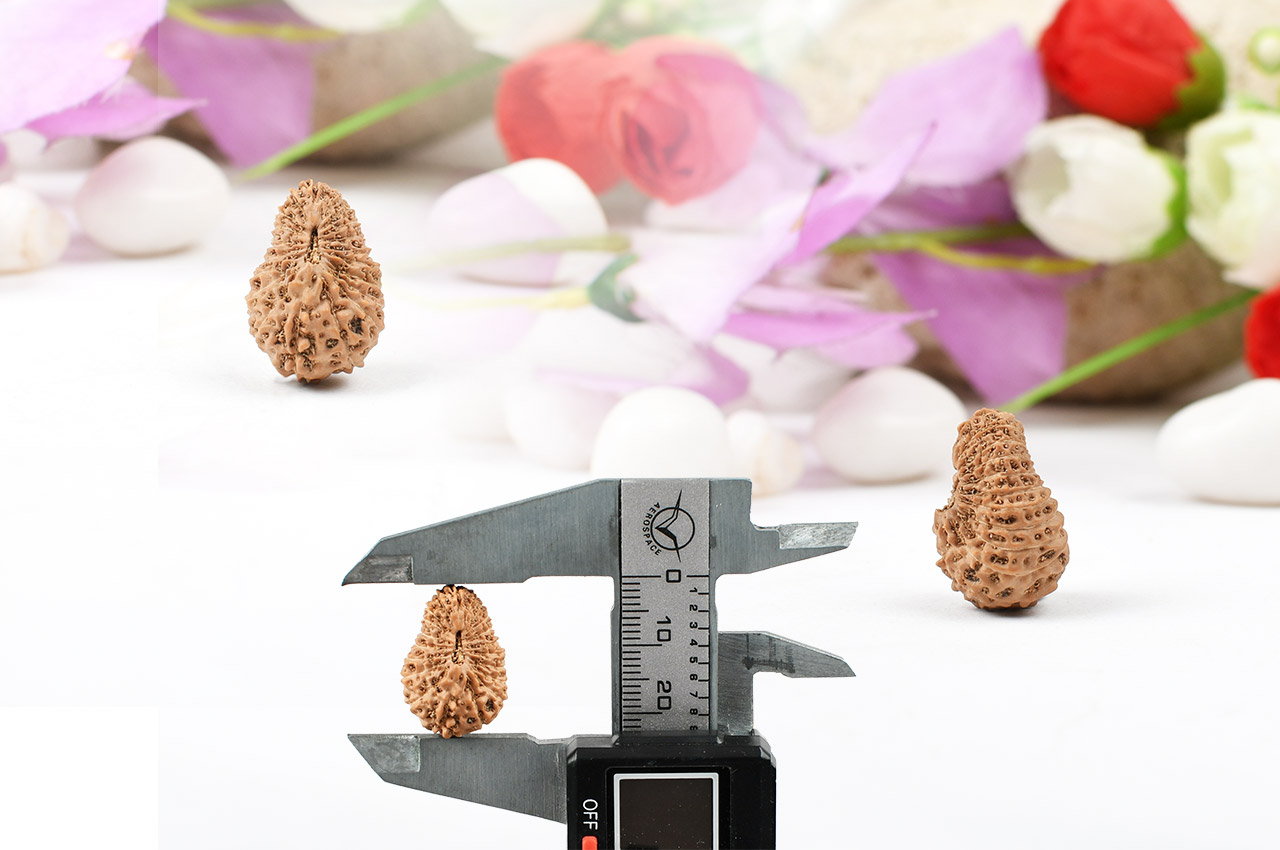 Collector Twenty Mukhi from Java-XXVII