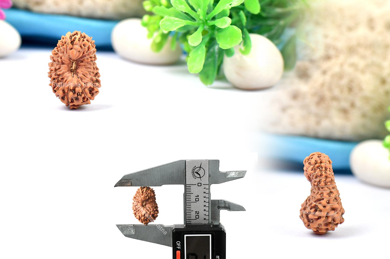 Collector Twenty Mukhi from Java Indonesia - IV