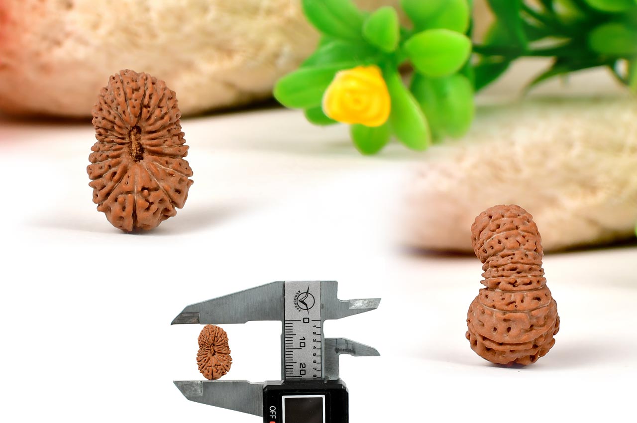 Collector Twenty Mukhi from Java - XXI