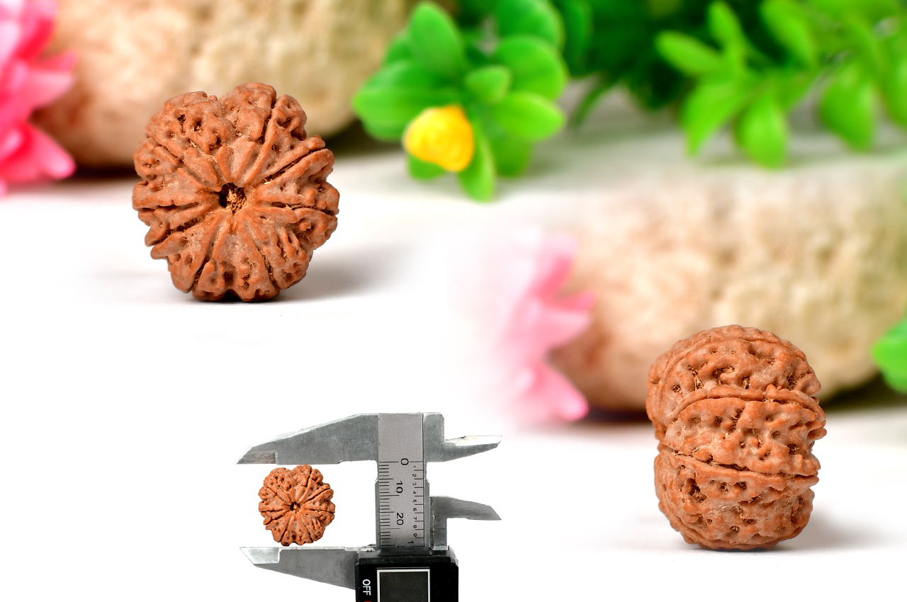 Eight Mukhi from Nepal - Large - CXIII