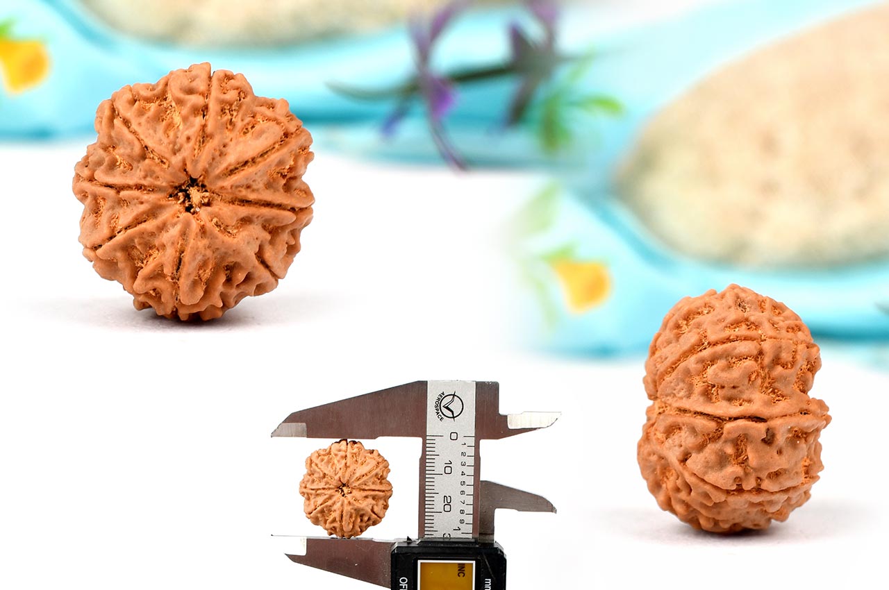 Eight Mukhi from Nepal - Large - XCII