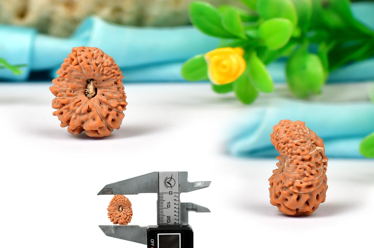 Eighteen Mukhi from Java Indonesia - Large - LX