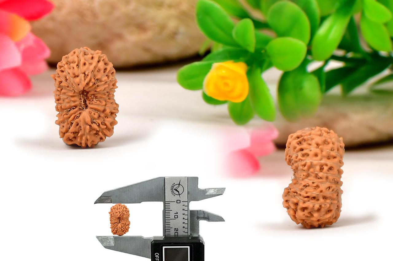 Eighteen Mukhi from Java Indonesia - LXIII