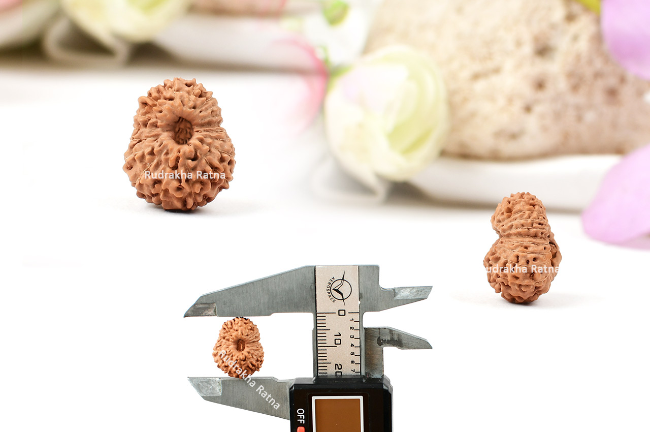 Eighteen Mukhi from Java Indonesia - XXIV