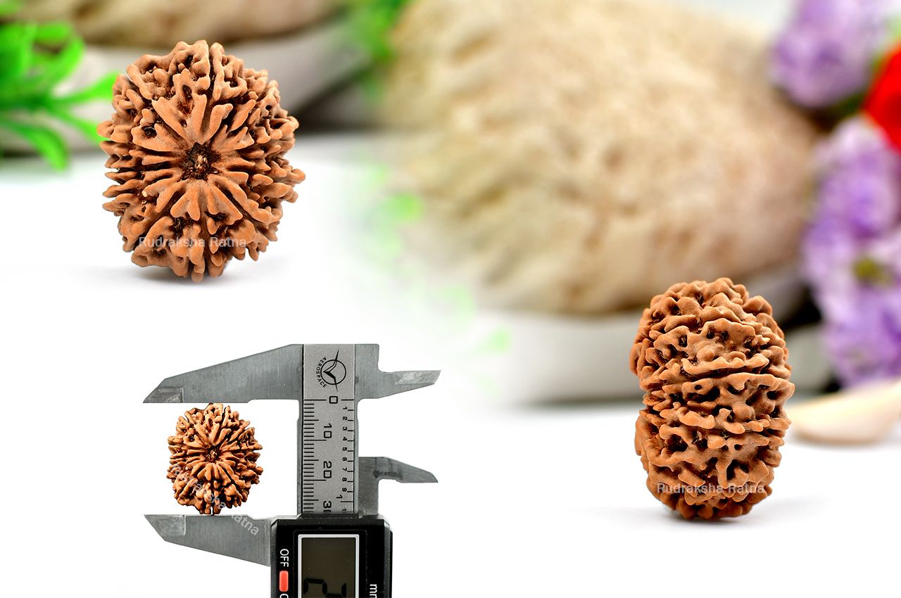 Eleven Mukhi from Nepal - Large - XLVI