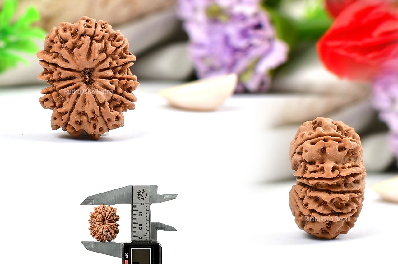 Eleven Mukhi from Nepal - Large - XLVIII