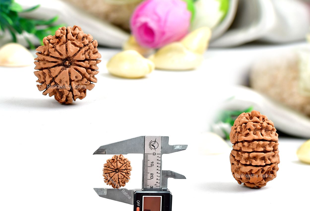 Eleven Mukhi from Nepal - Large - XXIII