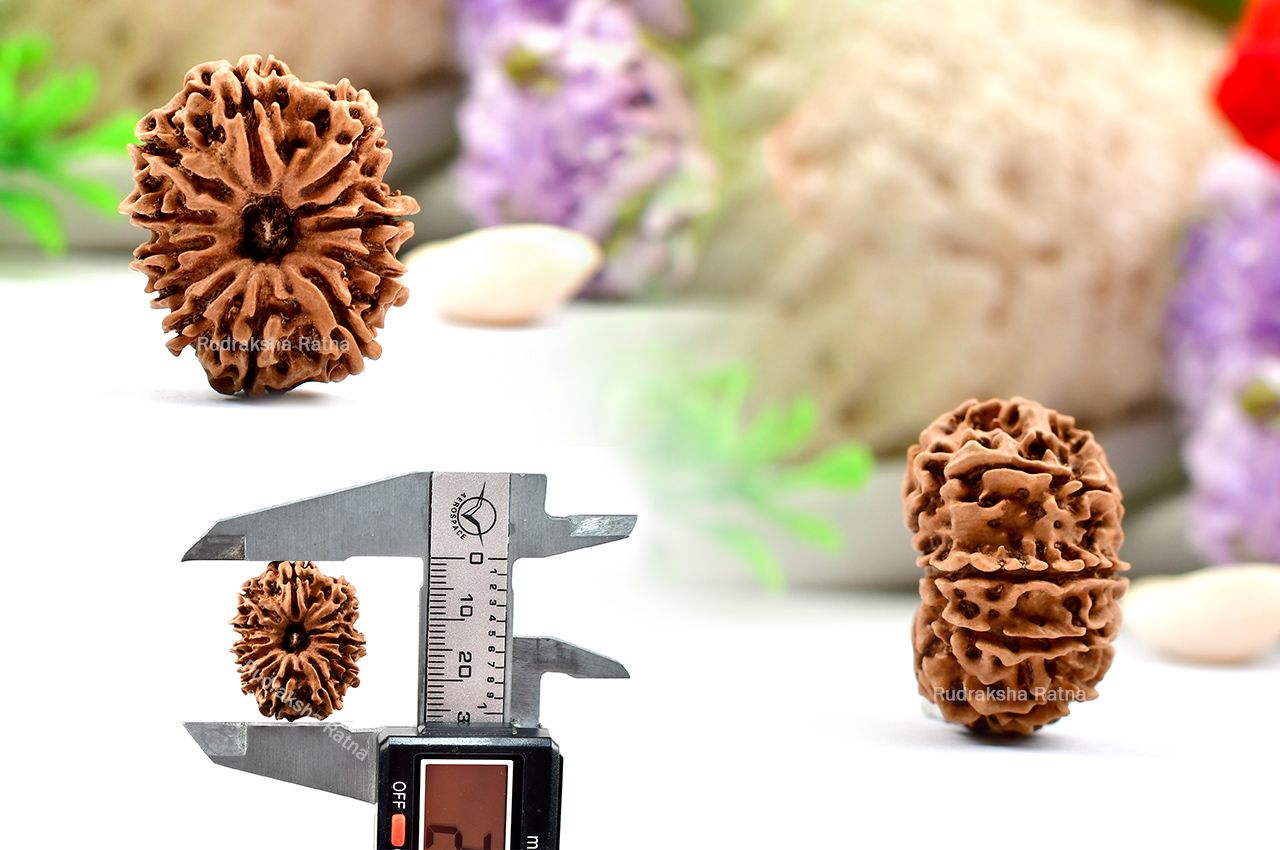 Eleven Mukhi from Nepal - Large - XXXII