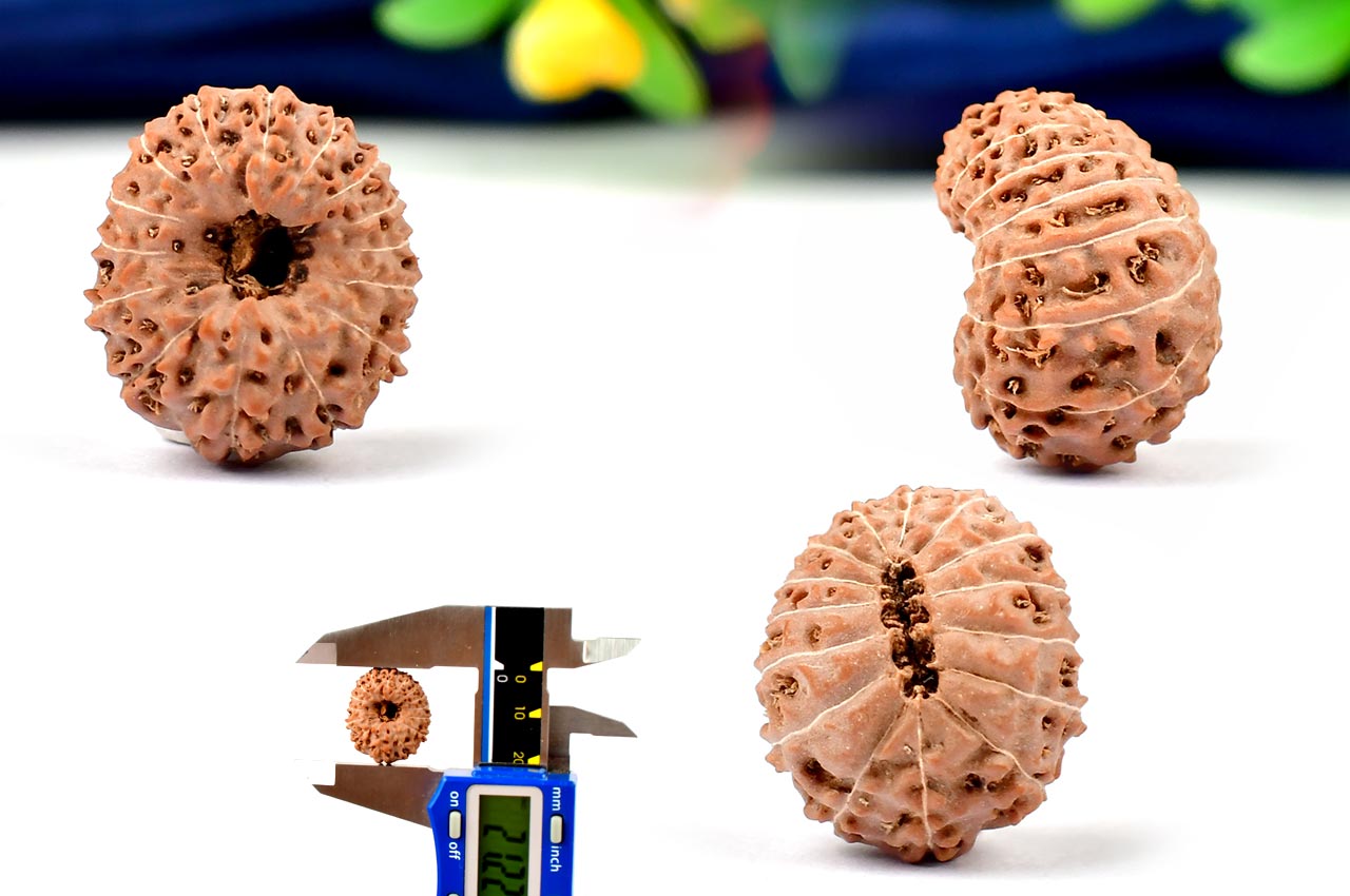 Fifteen Mukhi from Java Indonesia - Large - LXVI