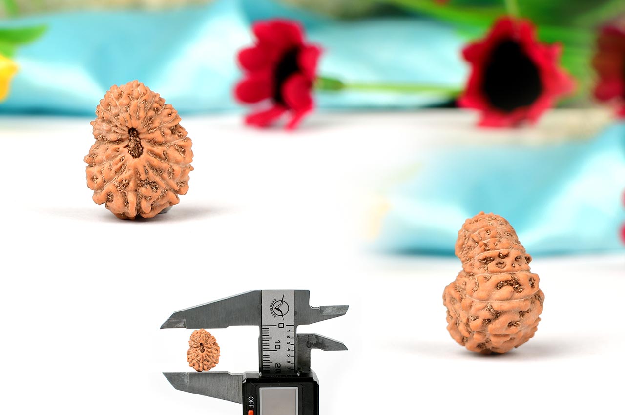 Fifteen Mukhi from Java Indonesia - LXV