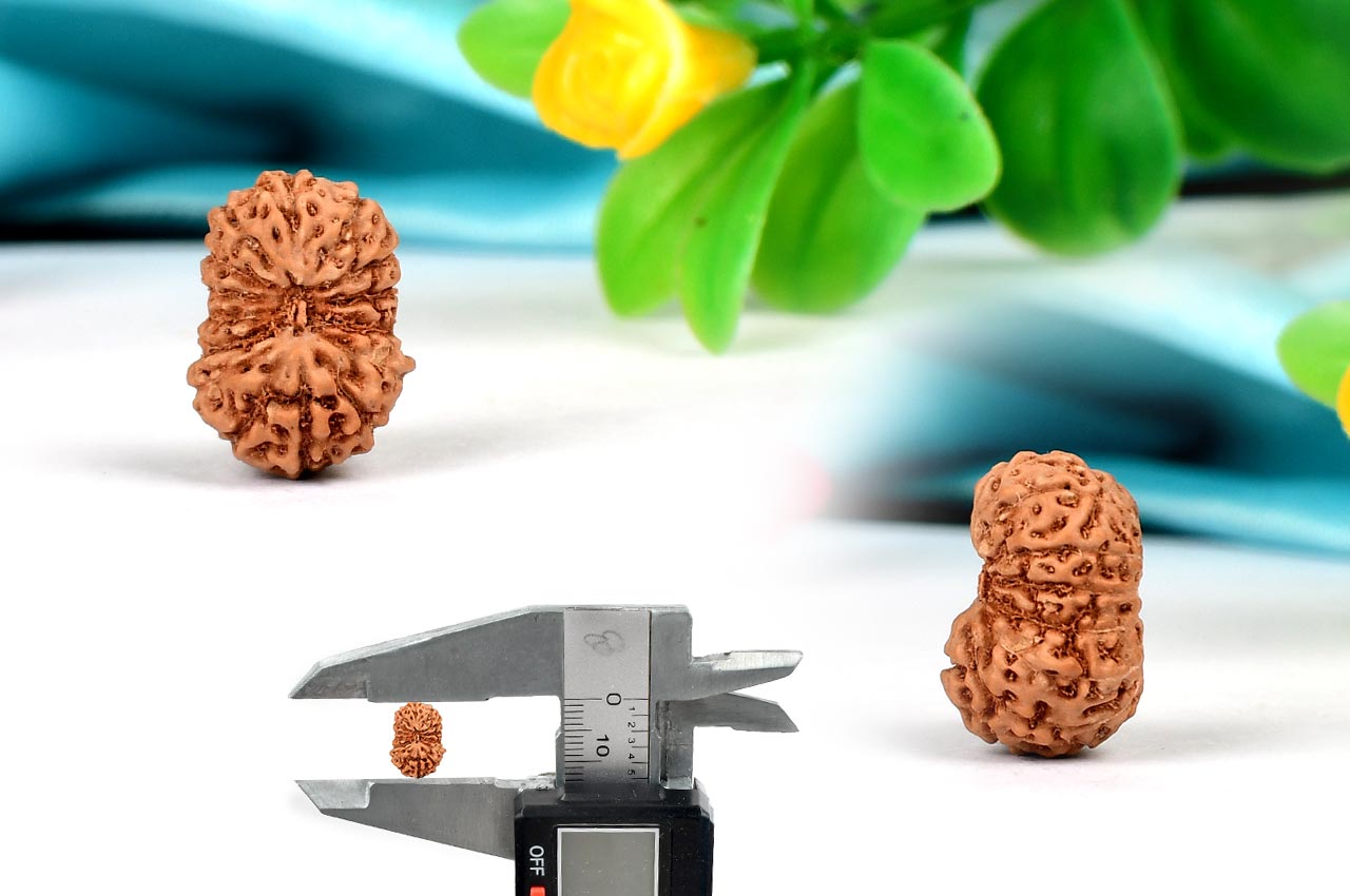 Fifteen Mukhi from Java Indonesia - Small - XC