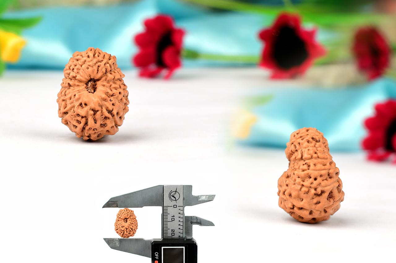 Fourteen Mukhi from Java Indonesia - Large - LXXXVII