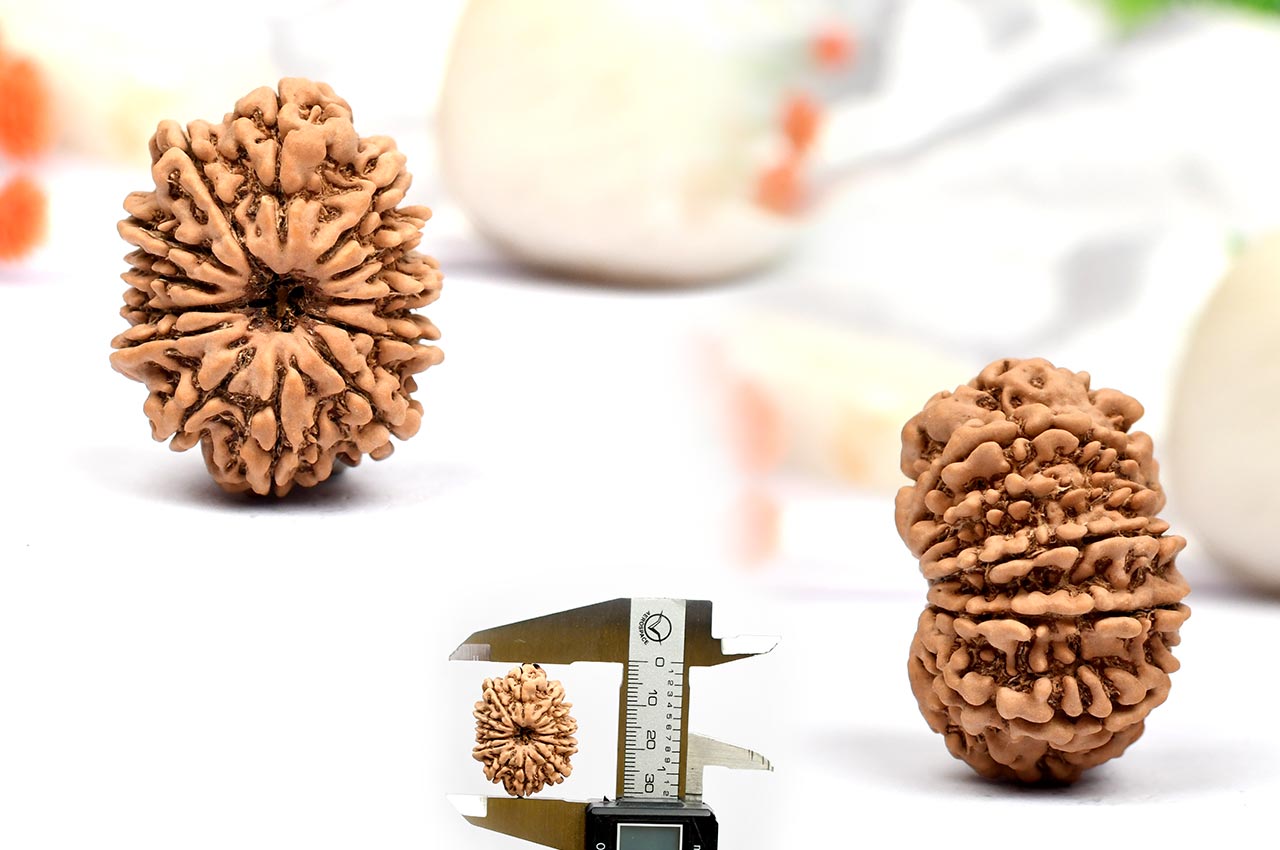 Thirteen Mukhi from Nepal - Large - LXV