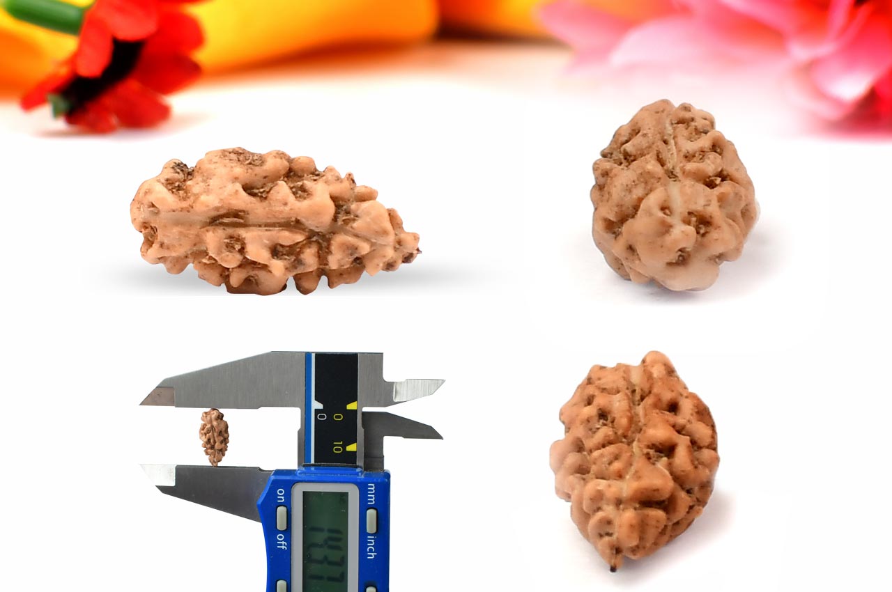 Collector One mukhi from Java Indonesia - CXL