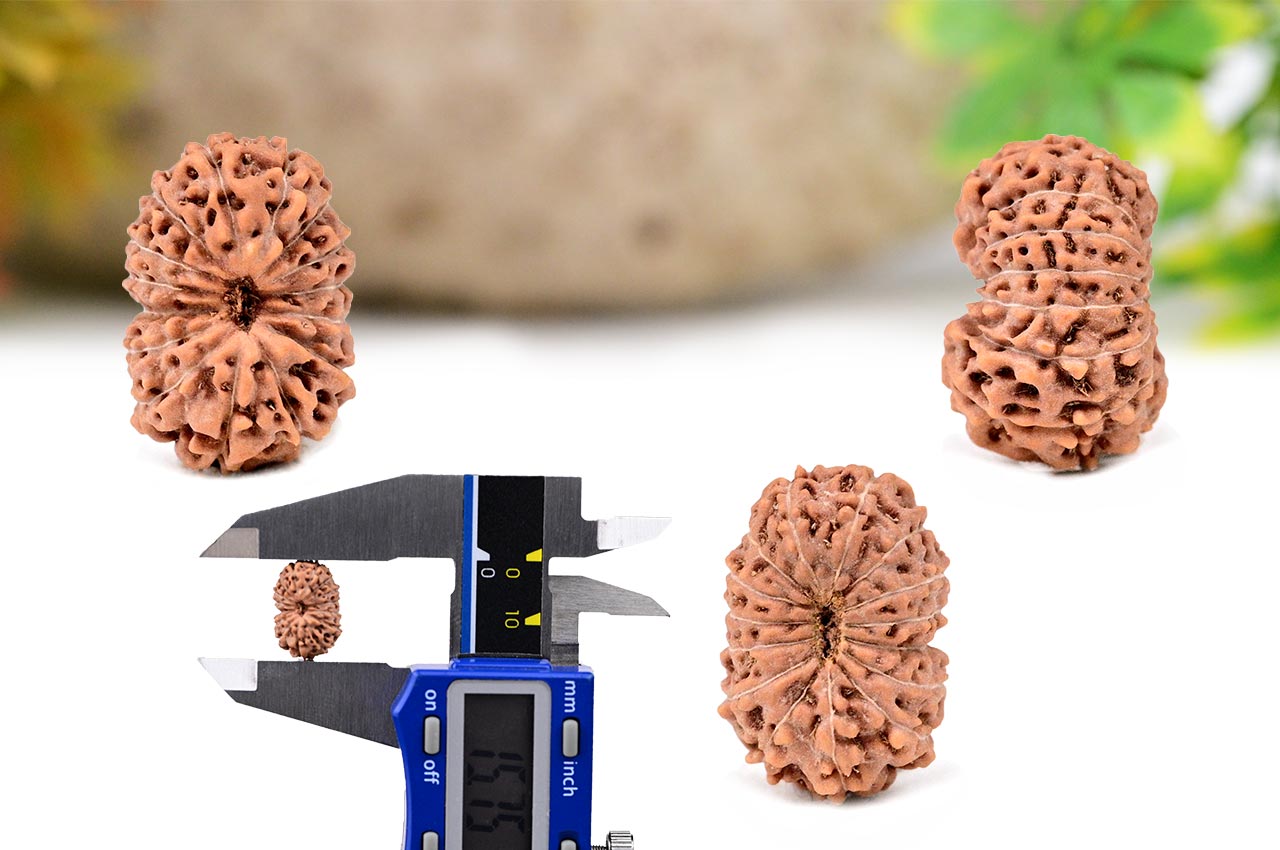 Fifteen Mukhi from Java Indonesia - Small - CLXXVIII