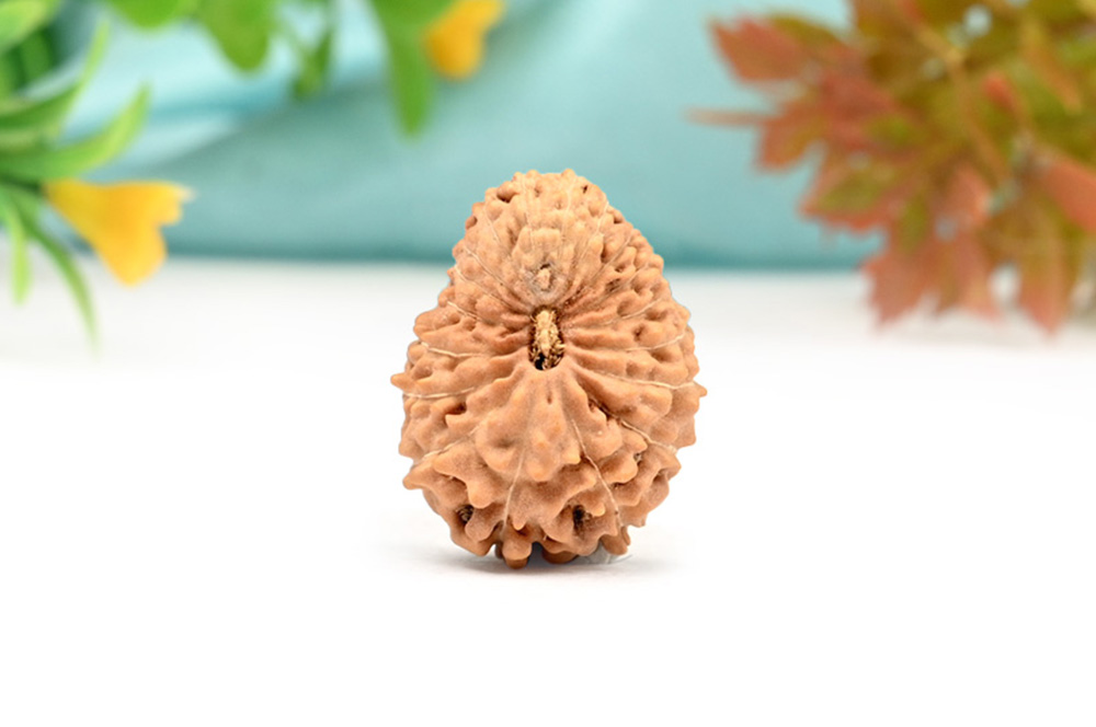 Eighteen Mukhi from Java Indonesia - LVII