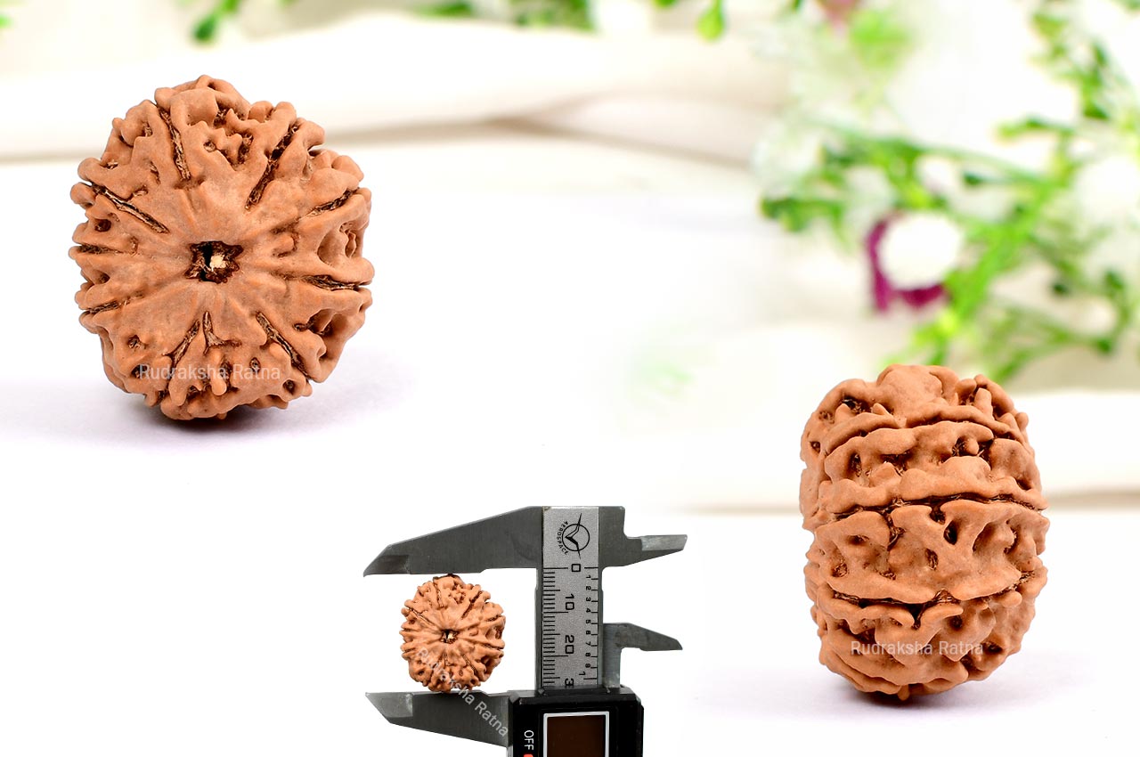 Nine Mukhi from Nepal-Large - LII