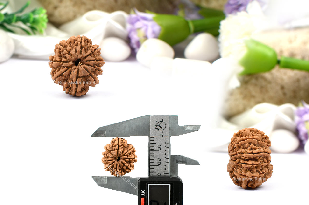 Nine Mukhi from Nepal-Large-XIV