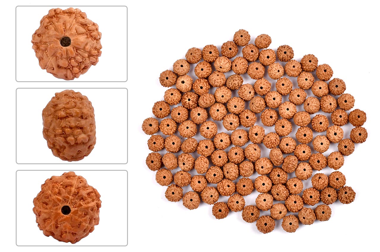 Seven Mukhi from Java Indonesia - Small