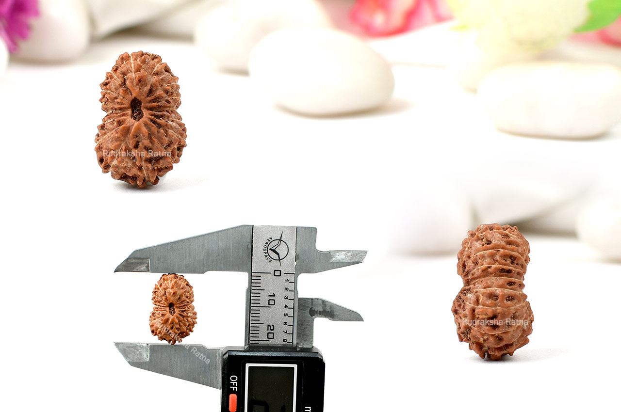 Sixteen Mukhi from Java Indonesia - Large - I