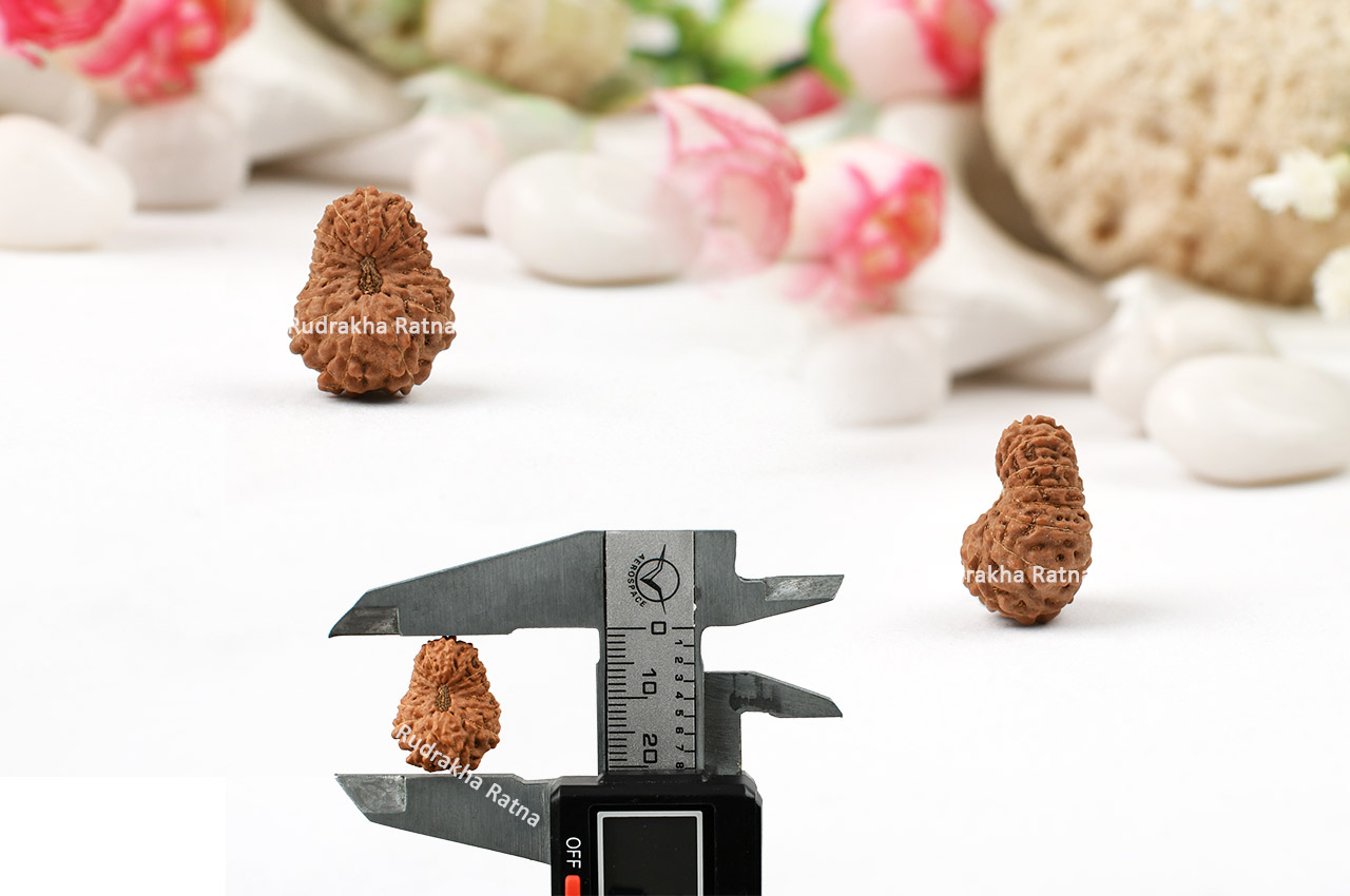 Sixteen Mukhi from Java Indonesia - Large - IV