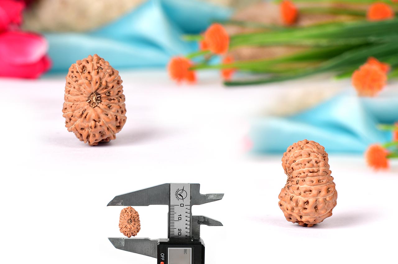 Sixteen Mukhi from Java Indonesia - Large - LIV