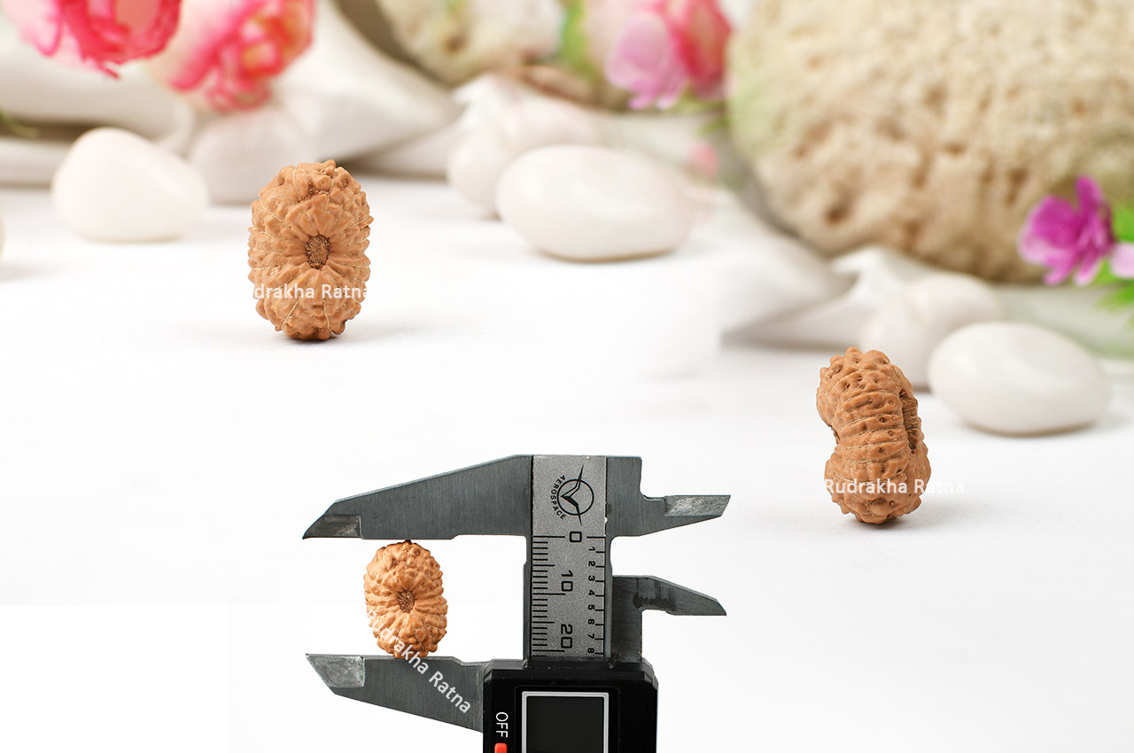 Sixteen Mukhi from Java Indonesia - Large - V