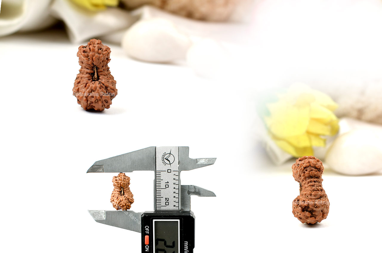 Sixteen Mukhi from Java Indonesia - Large - XI