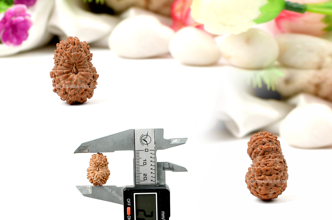 Sixteen Mukhi from Java Indonesia - Large - XIII