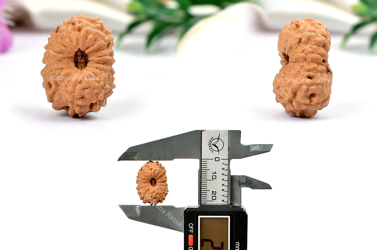 Sixteen Mukhi from Java Indonesia - Large - XL