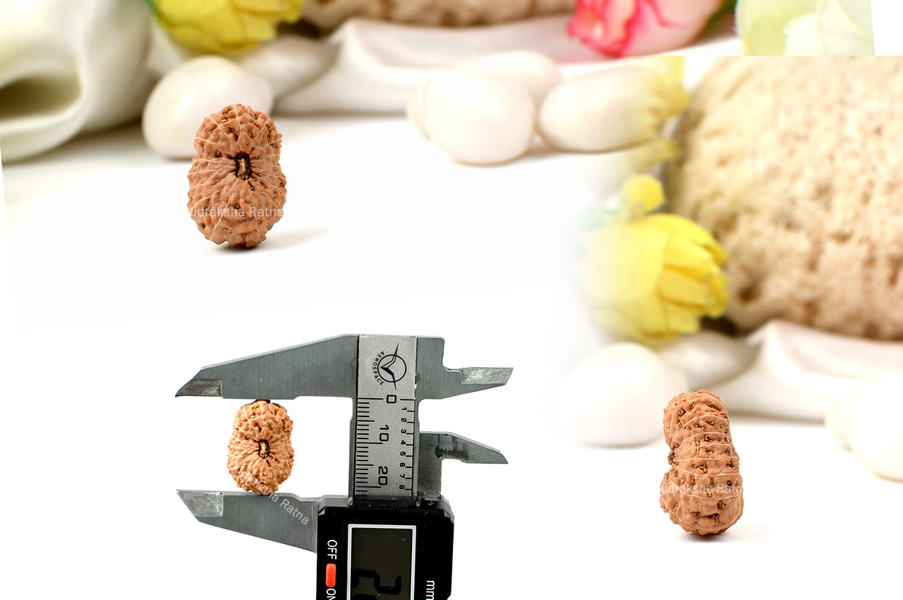 Sixteen Mukhi from Java Indonesia - Large - XV