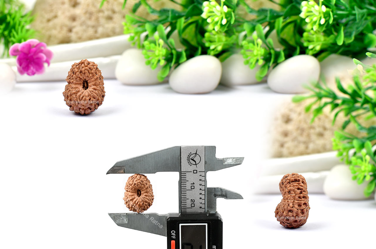 Sixteen Mukhi from Java Indonesia - Large - XXVII