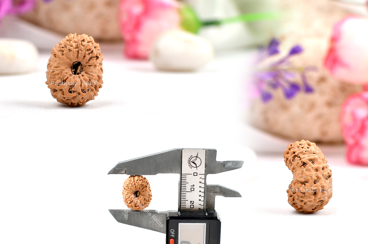 Sixteen Mukhi from Java Indonesia - Large - XXX