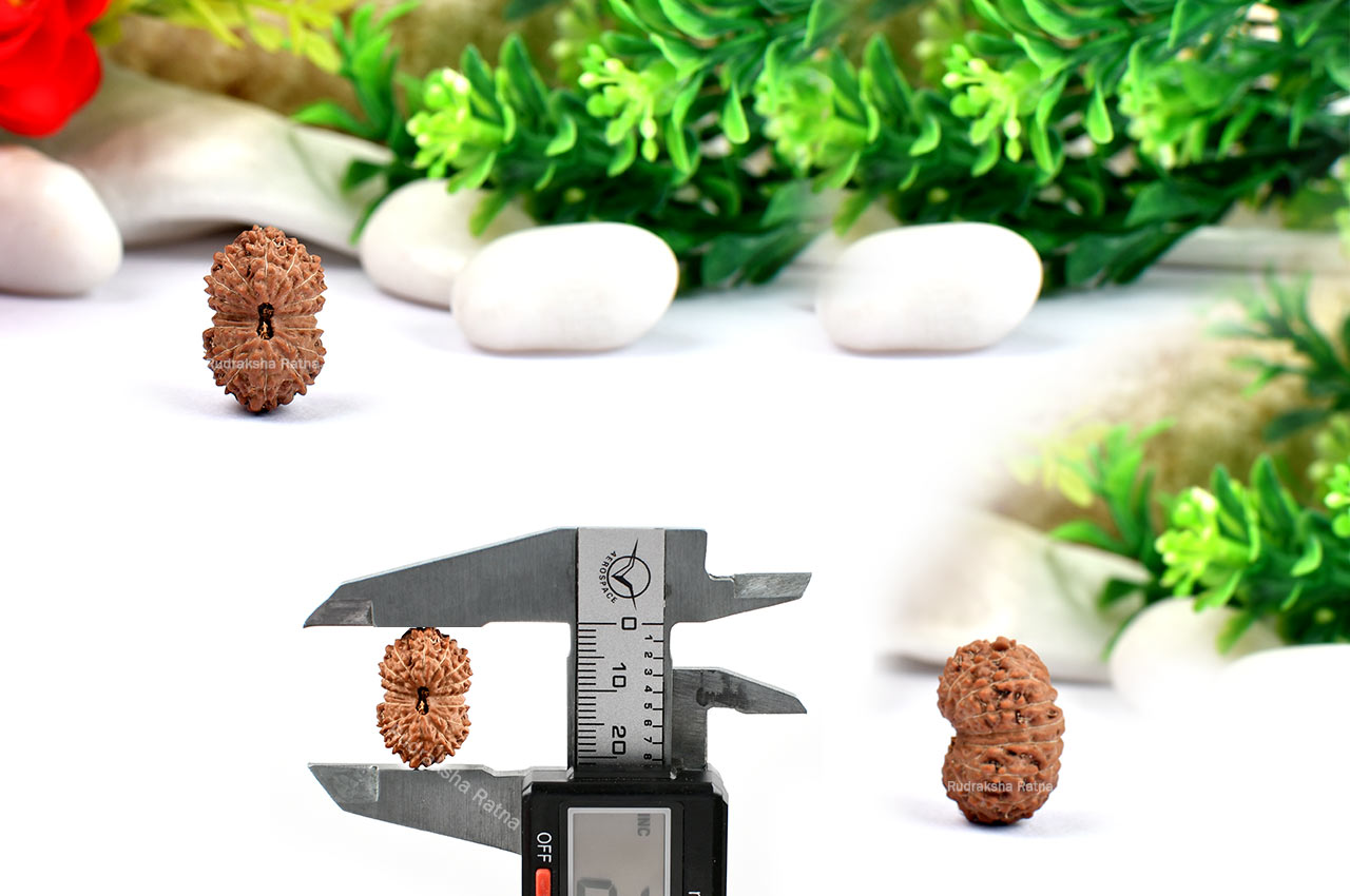 Sixteen Mukhi from Java Indonesia - Large - XXXVI