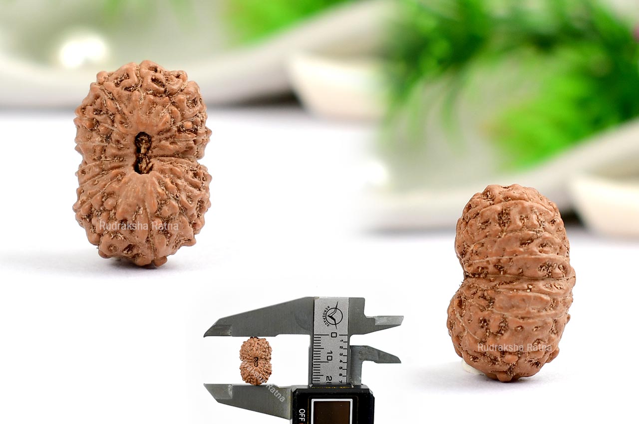 Sixteen Mukhi from Java Indonesia - XXXI