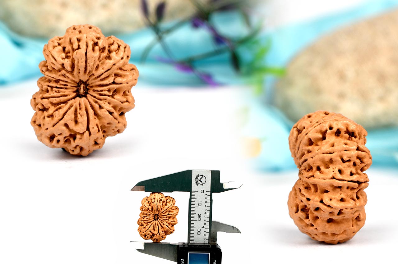 Super Collector Eleven Mukhi from Nepal - XIX