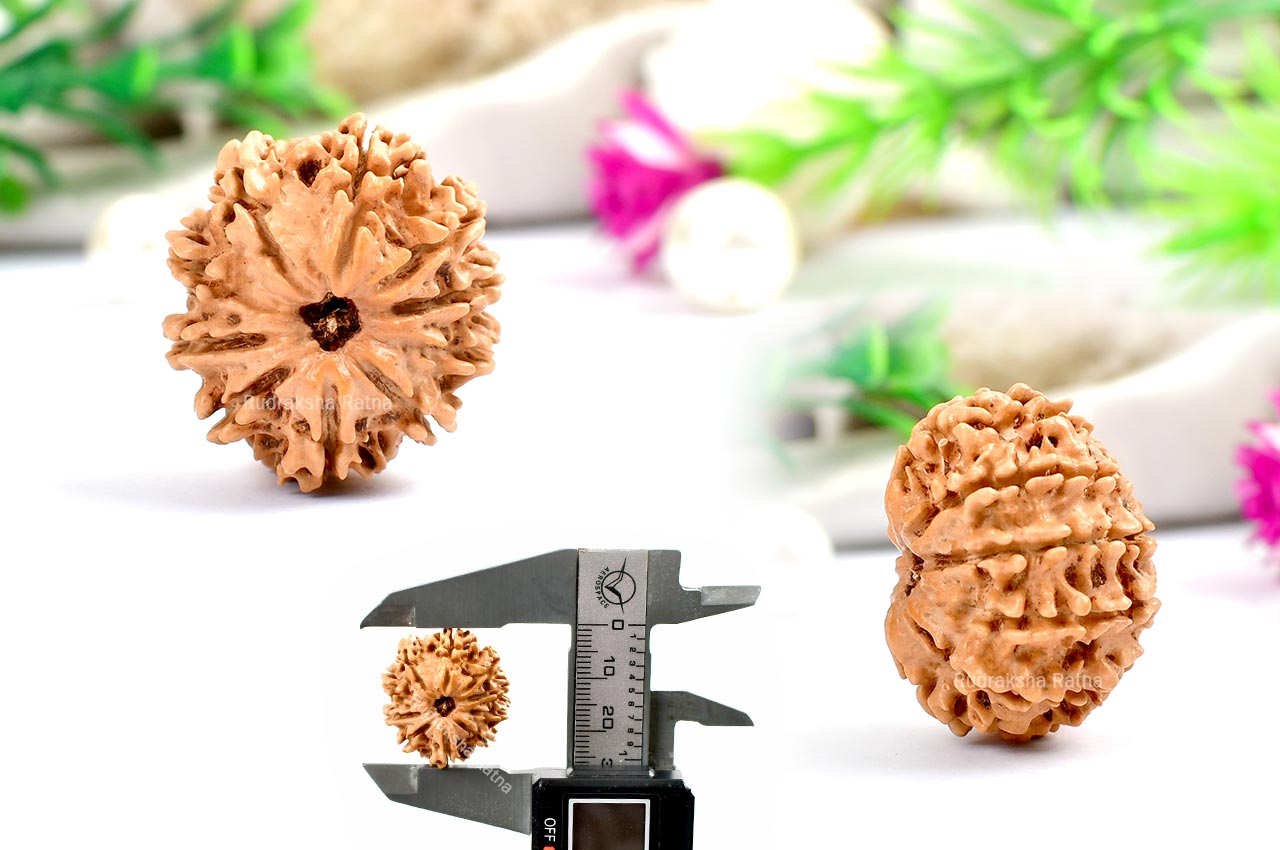 Ten Mukhi from Nepal - CXXX