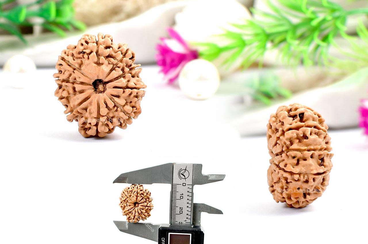Ten Mukhi from Nepal - CXXIX