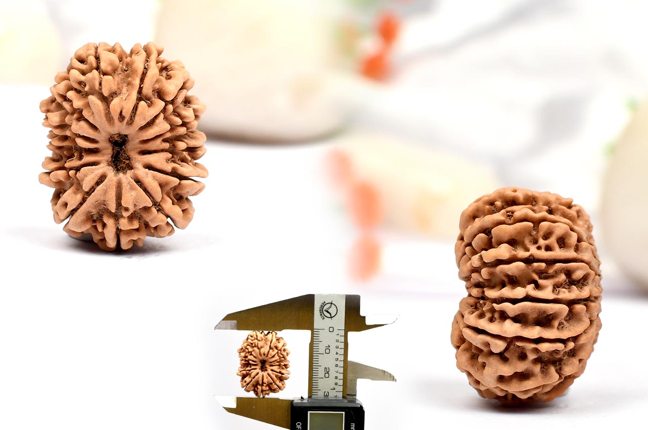 Thirteen Mukhi from Nepal - CXXIV