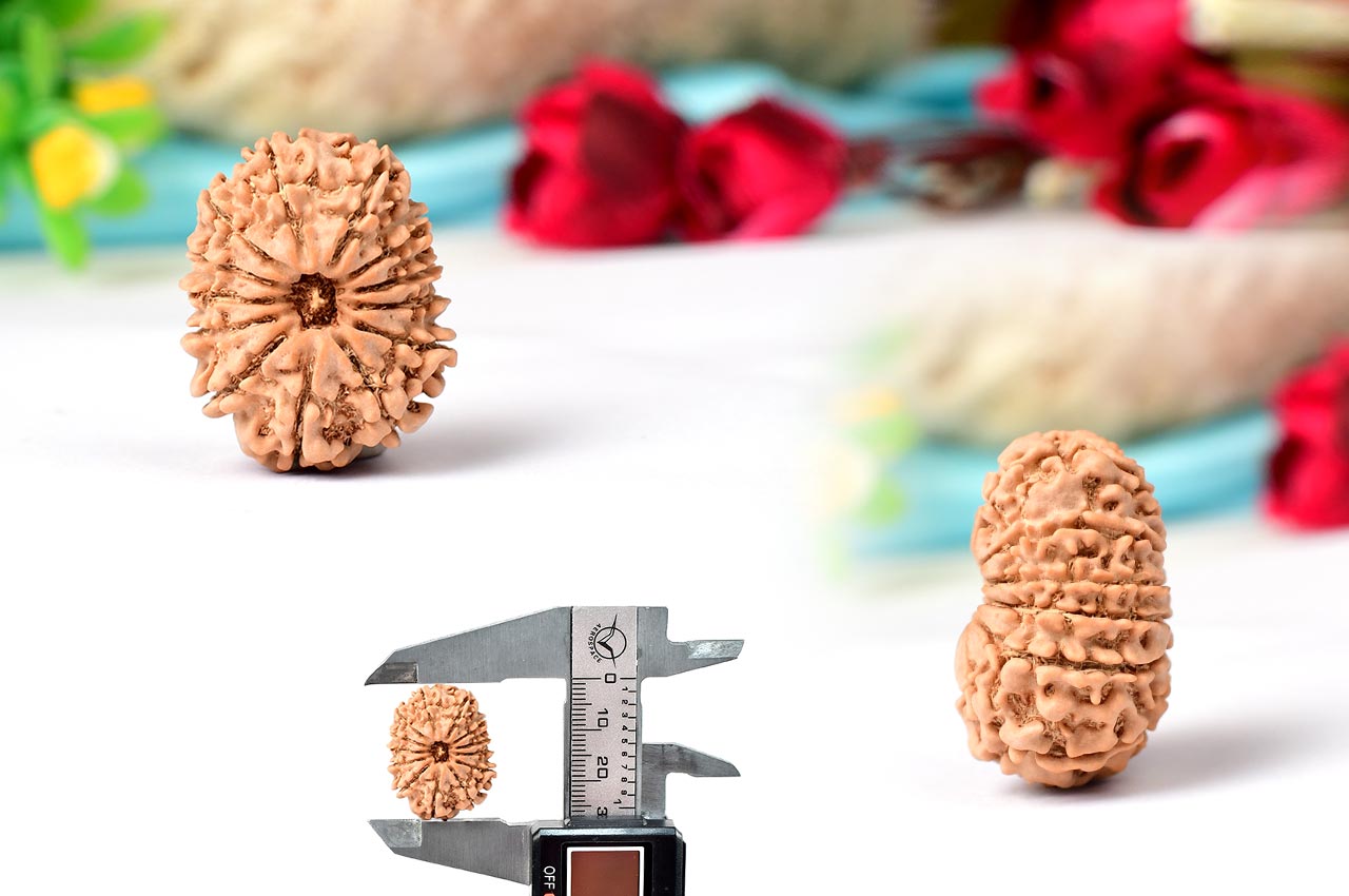 Thirteen Mukhi from Nepal - CXLI