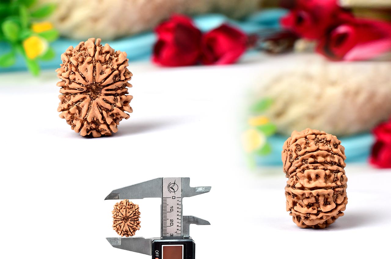Thirteen Mukhi from Nepal - CXLII