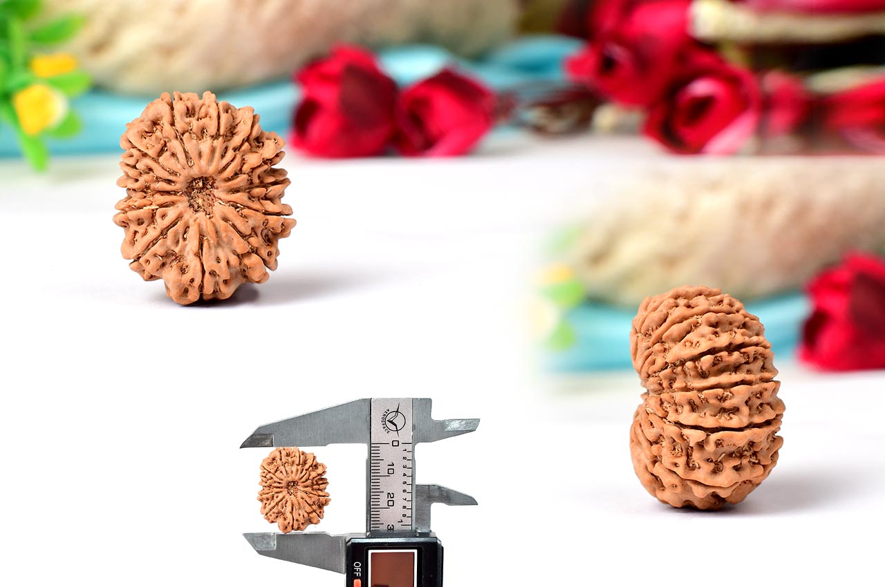 Thirteen Mukhi from Nepal - CXXXIX