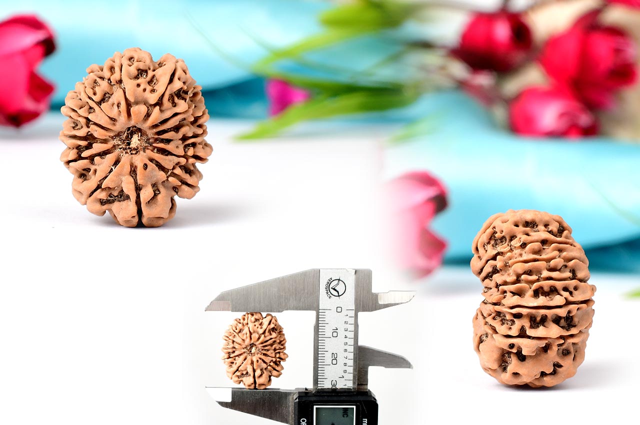 Thirteen Mukhi from Nepal - CLXXXVII